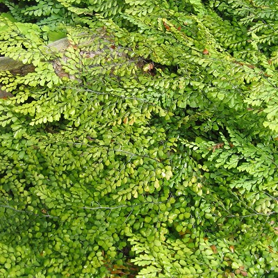 Adiantum venustum