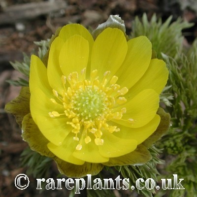 Adonis ramosa