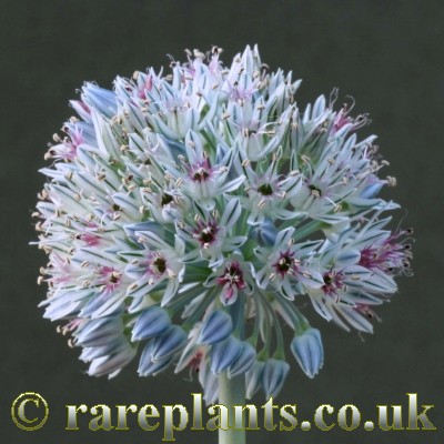 Allium filidens