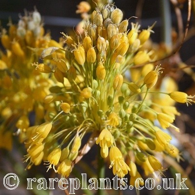 Allium flavum tauricum