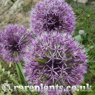 Allium jesdianum Per Wendelbo
