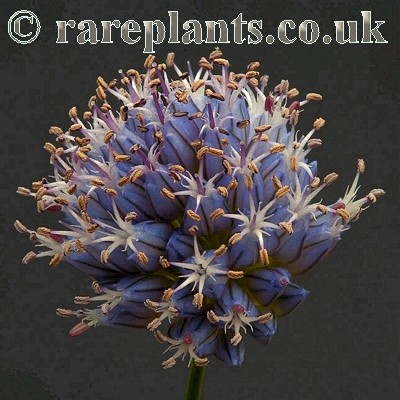 Allium karacae