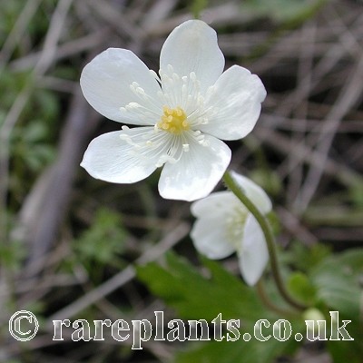 Anemone flaccida