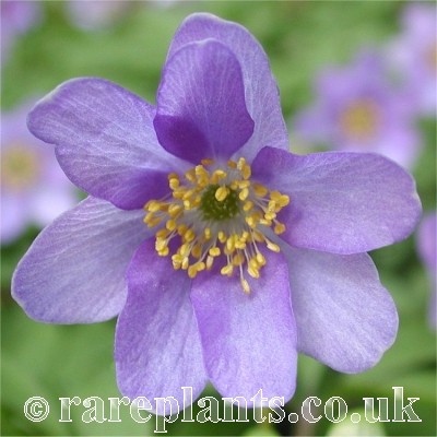 Anemone nemorosa Bowles Purple