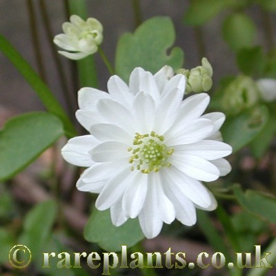 Anemonella thalictroides Semi-Double White