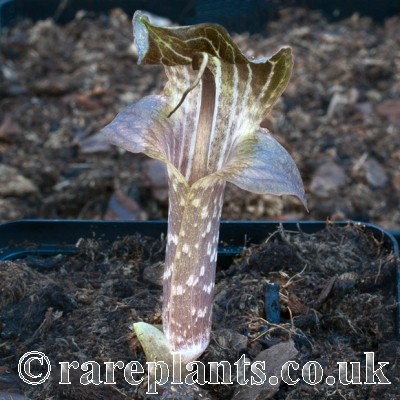 Arisaema auriculatum