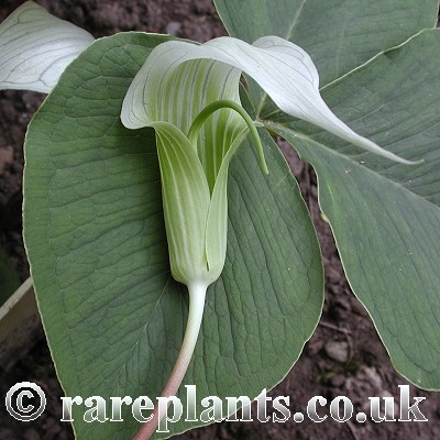 Arisaema candidissimum White