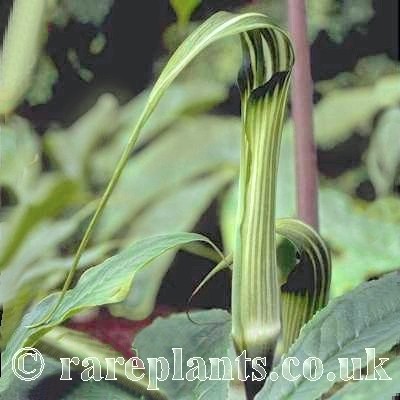 Arisaema concinnum
