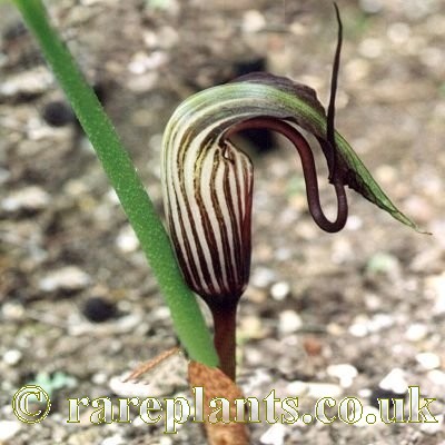 Arisaema elephas