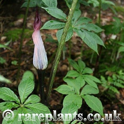 Arisaema exappendiculatum