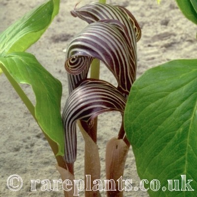 Arisaema fargesii