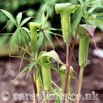 Arisaema fraternum