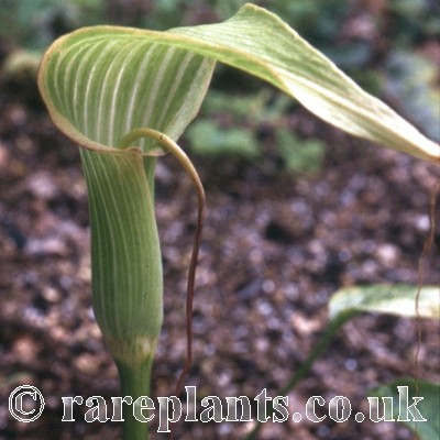 Arisaema intermedium