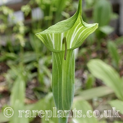Arisaema jacquemontii