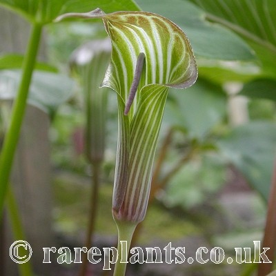 Arisaema lichiangense