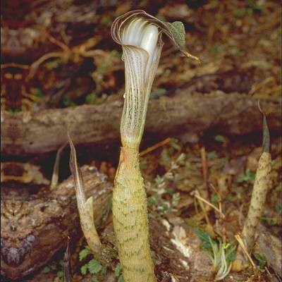 Arisaema lobatum