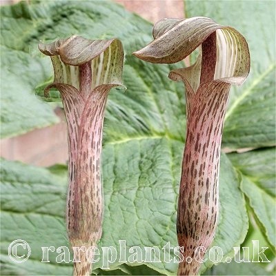 Arisaema nepenthoides