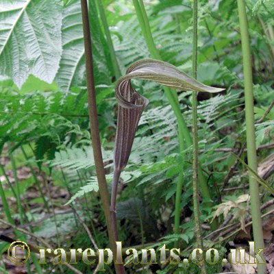Arisaema ovale Asiu