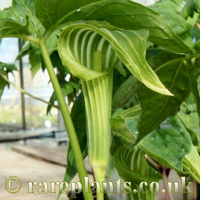 Arisaema ovale