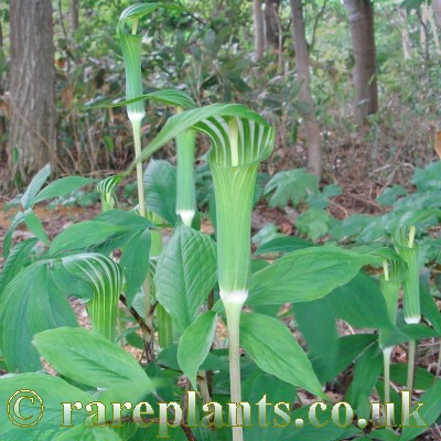 Arisaema peninsulae