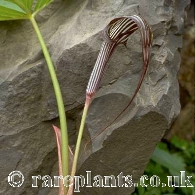 Arisaema rhombiforme