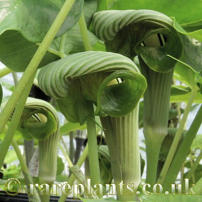 Arisaema ringens Green form