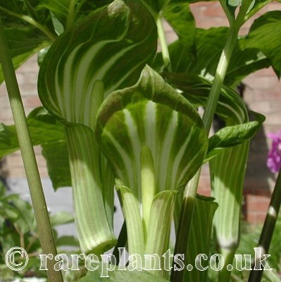 Arisaema robustum