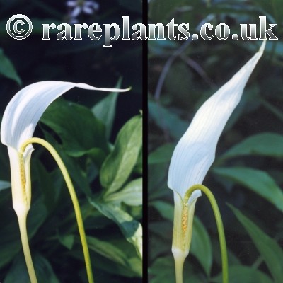Arisaema saxatile