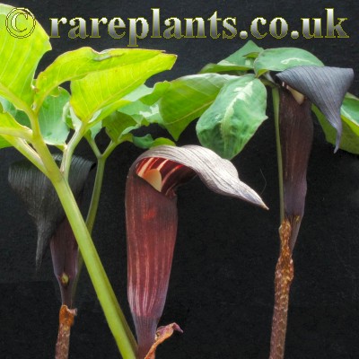 Arisaema sazensoo