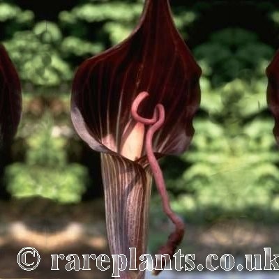 Arisaema speciosum Magnificum
