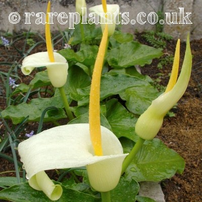 Arum creticum FCC form