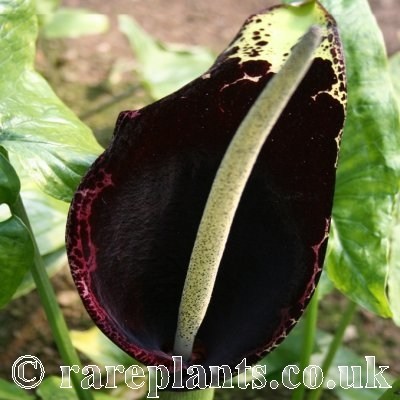 Arum dioscoridis liepoldtii