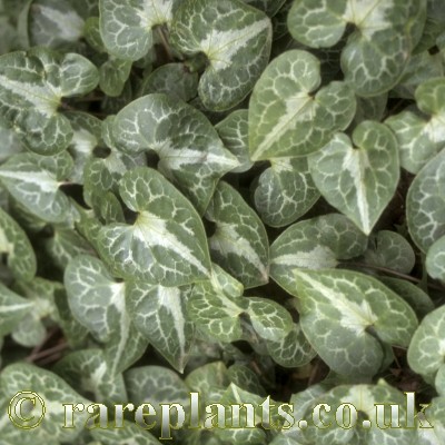 Asarum hartwegii