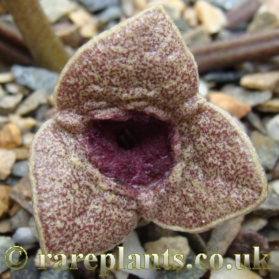 Asarum senkakuinsulare