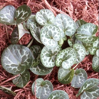 Asarum shuttleworthii