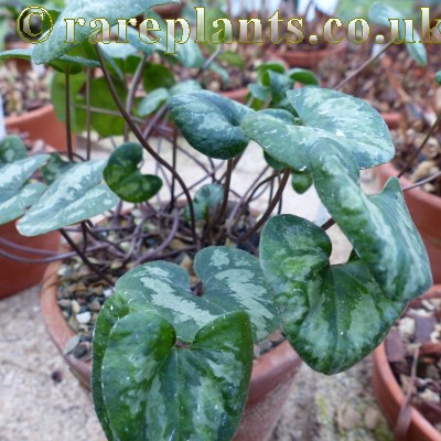 Asarum takaoi Variegata