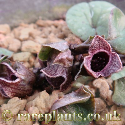 Asarum takaoi