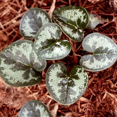Asarum virginicum
