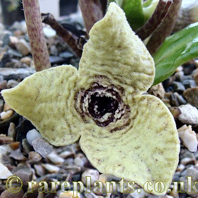 Asarum yaeyamense Yellow