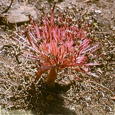 Brunsvigia ciliaris
