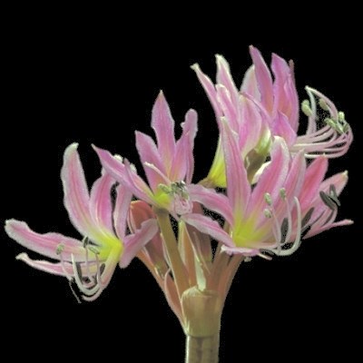 Brunsvigia comptonii