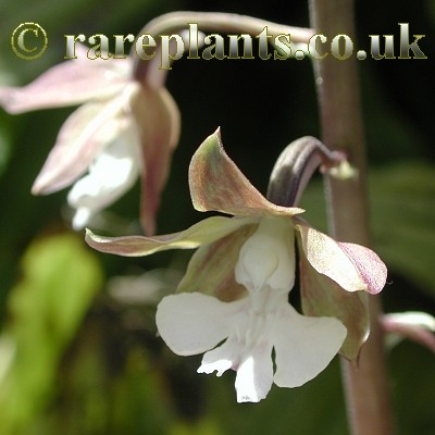 Calanthe discolor