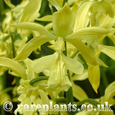 Calanthe sieboldii