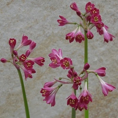 Calostemma purpureum