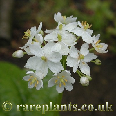 Caulophyllum robustum