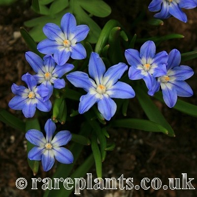 Chionodoxa forbesii Aethra