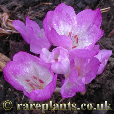 Colchicum bivonae Disraeli