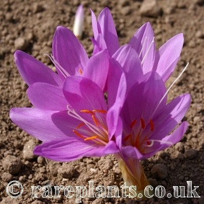 Colchicum Poseidon