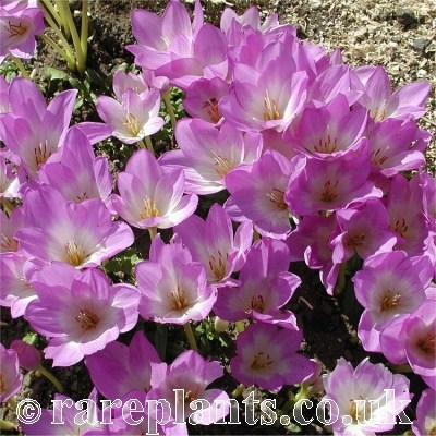 Colchicum Rosy Dawn