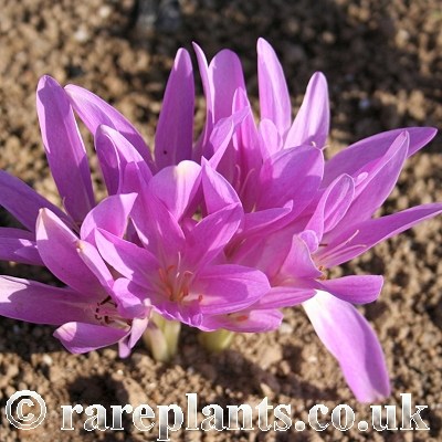 Colchicum autumnale Drama Bunch